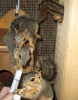 Orphaned Squirrels