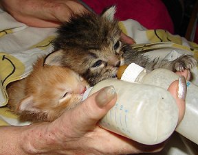 Bottle Kittens