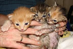 Kittenbaby.com Photo Album and Picture Gallery