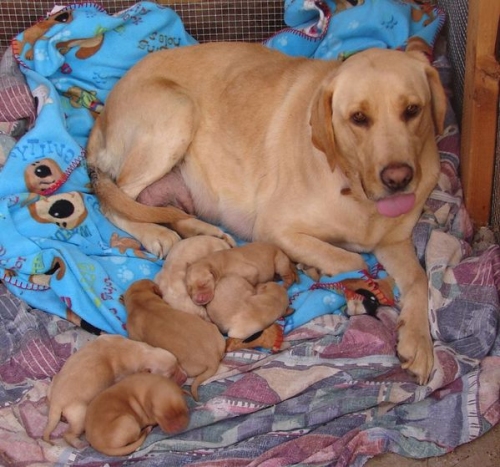 Yellow Lab with a litter of ppies