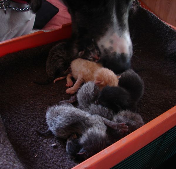 newborn kittens with dog