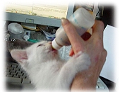 How to raise an orphaned Kitten - Kitten Bottle-feeding