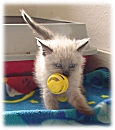 How to raise an orphaned Kitten - Basic Kitten Care