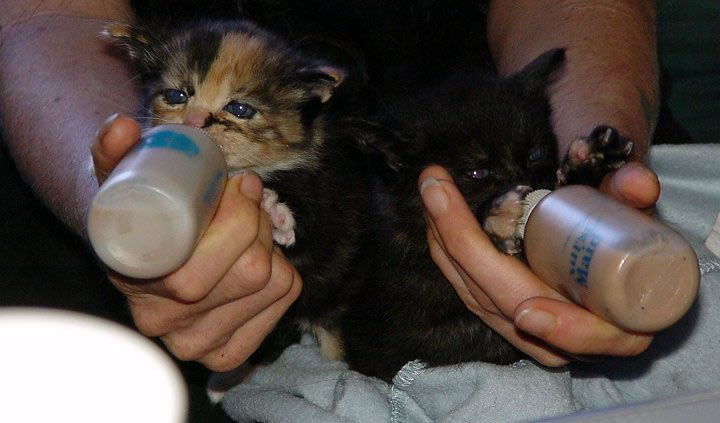 Bottle-feeding your Kitten